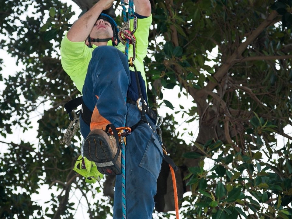 Qualified arborist working in a mature tree during a risk assessment in North Ayrshire