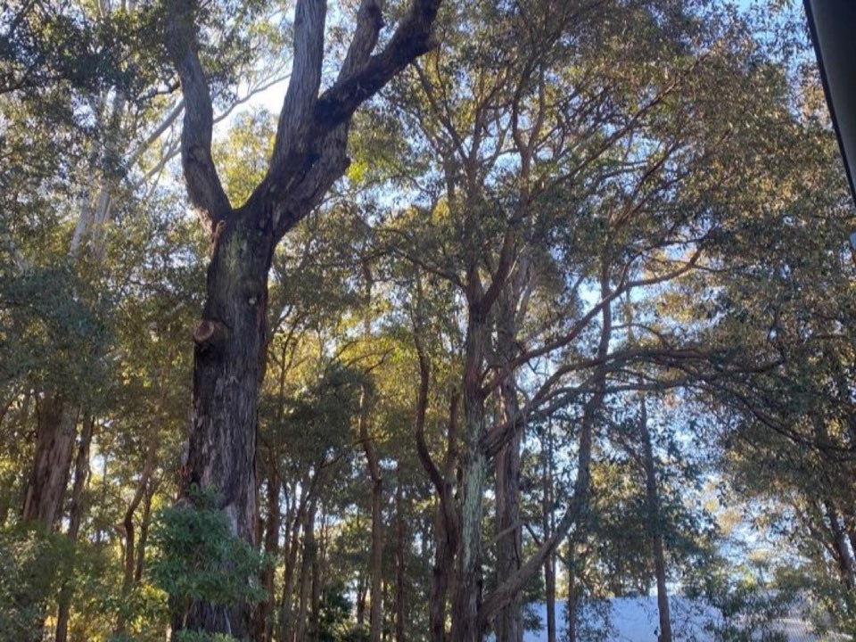 Mature trees in a North Ayrshire parkland setting due for routine re-inspection